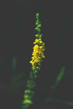 Stalk with yellow tiny flowers on dark blurred background
