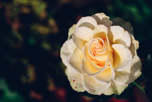 White rose bud in autumn garden. Close up