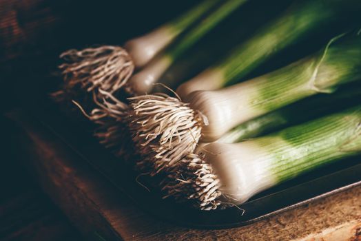 Fresh green leek on rustic metal tray