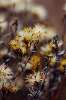 Fluffy plant with dried tiny flowers. Selective focus