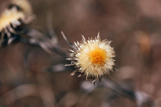 Dry thistle flower in autumn forest. Selective focus