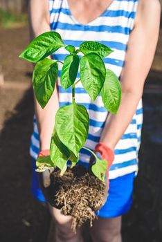 Gardener hands holding a seedling of bell pepper