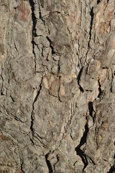 A closeup of a pine tree and the bark detail.