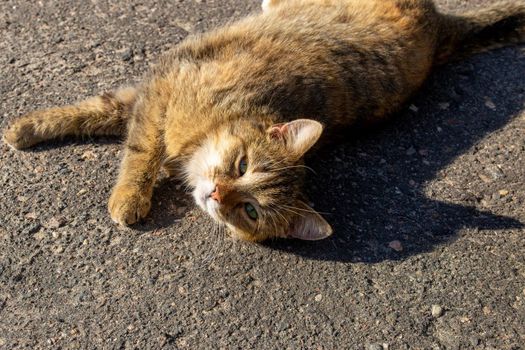 homeless cat basking in the spring sun lying on the pavement