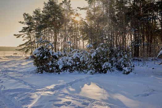 The edge of the forest on a frosty sunny winter day