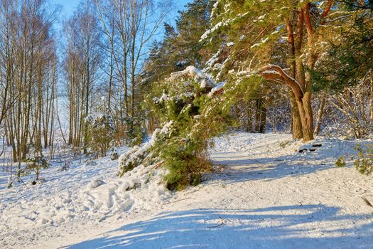 Broken pine branch under the weight of snow on a bright sunny day