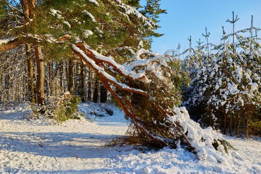 Bent pine branch under the weight of snow in the form of an arch on a bright sunny day