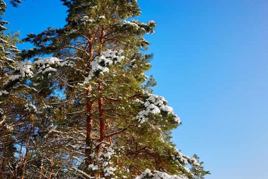 tops of pine trees in the snow on a bright sunny day