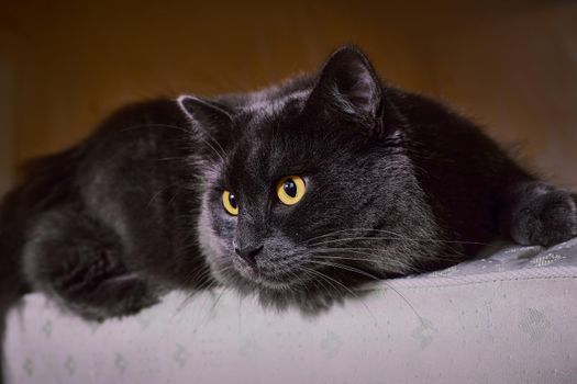 Russian blue cat or gray Nibelung lies on the couch looking to the side. Selective focus