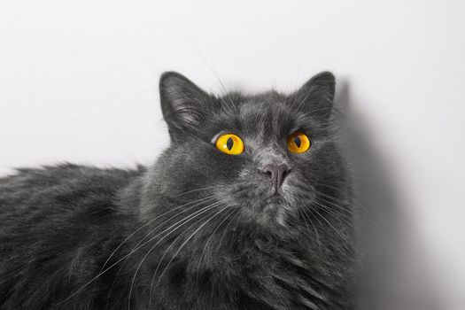 Gray nibelung Russian cat with a large mustache and eyes wide opened, cat portrait, close up