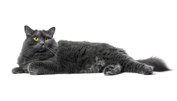 Beautiful Nibelung cat resting on a white background. Isolated