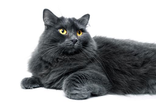 Beautiful Nebelung cat resting on a white background. Isolated studio shot of a grey cat Nebelung