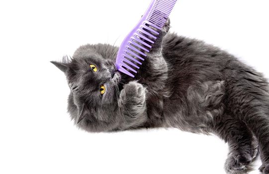 Beautiful Nibelung cat playing with a comb on a white background.