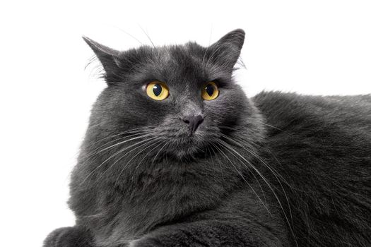 Beautiful Nibelung cat resting on a white background. Isolated studio shot of a grey cat Nebelung