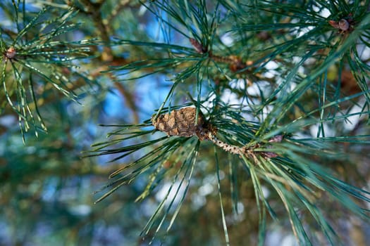 Pine tree branch with needles and cone on a freezing winter day. Selective focus