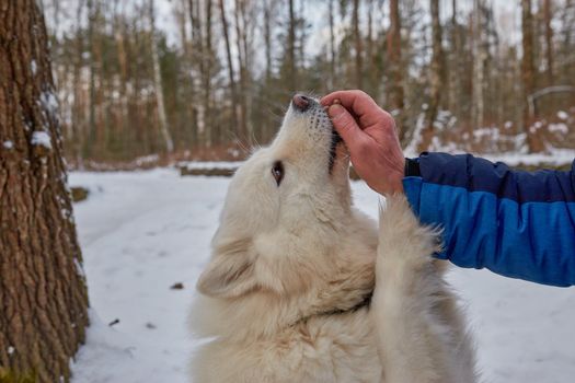 A man feeds a Samoyed dog from his hands on a frosty winter day close-up