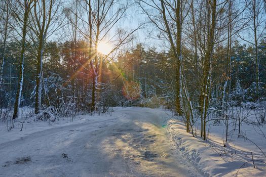 Narrow snowy forest road on a sunny winter day