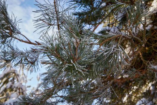 Pine branch covered with frost. Selective focus