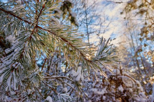 Pine tree branches with white snow forest background. Selective focus