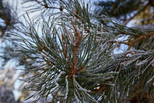 Pine branch covered with frost. Selective focus