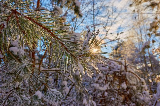 Pine branch covered with frost and snow in the sun. Selective focus