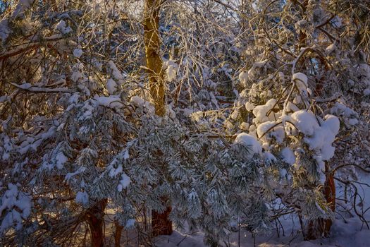Frozen tree branches and bushes covered in snow and frost on a winter Christmas morning