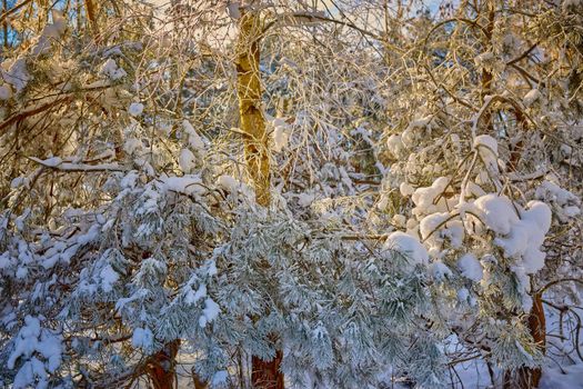 Frozen tree branches and bushes covered in snow and frost on a winter Christmas morning. Selective focus