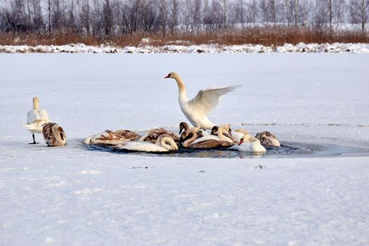 A flock of swans freezes from cold on a winter ice lake. Selective focus