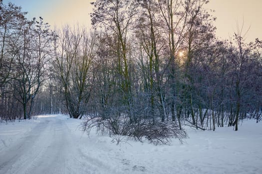 Narrow snowy forest road on a sunny winter day
