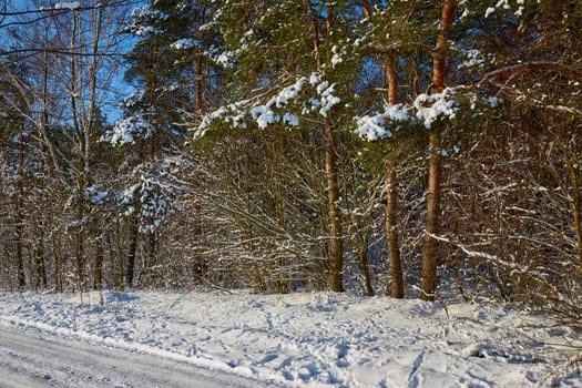 The edge of the forest on a bright winter day. Pine trees at the edge of a snowy field.