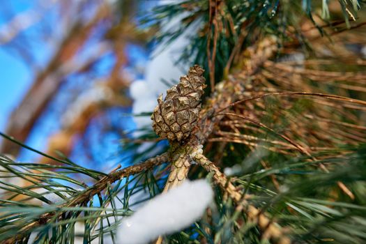 Pine tree branch with needles and cone on a freezing winter day. Selective focus