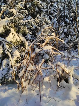 Frozen tree branches and bushes covered in snow