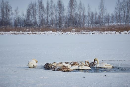 A flock of swans freezes from cold on a winter ice lake