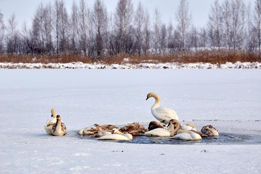 A flock of swans freezes from cold on a winter ice lake. snow texture on the bumper of the car. Selective focus