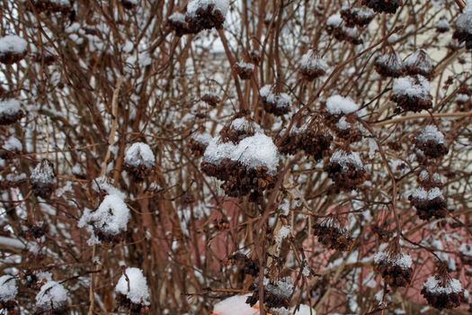 Snow-covered bush branches in the park, close-up. Snow is melting