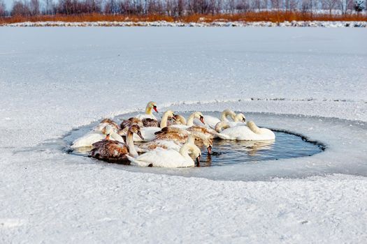 A flock of swans freezes from cold on a winter ice lake. Selective focus