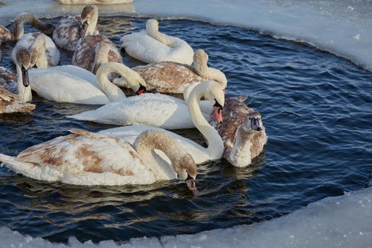 Freezing young swans in the ice of an icy lake. Winter.