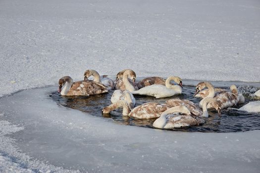 Freezing young swans in the ice of an icy lake. Winter.