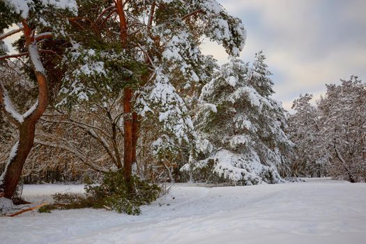 A large pine branch broken under the weight of snow in the city park
