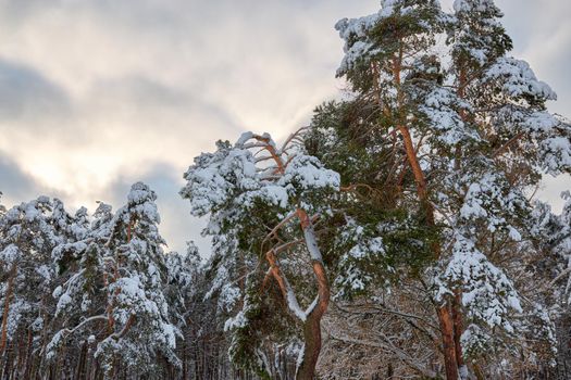 A large pine branch broken under the weight of snow in the city park