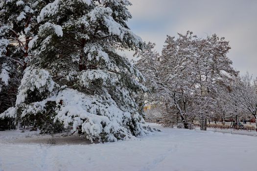 Soft, calm weather with a lot of precipitation in the form of snow in the city. A lot of snow on the pine branches.