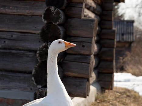 White goose with red beak stands next to old wooden building.