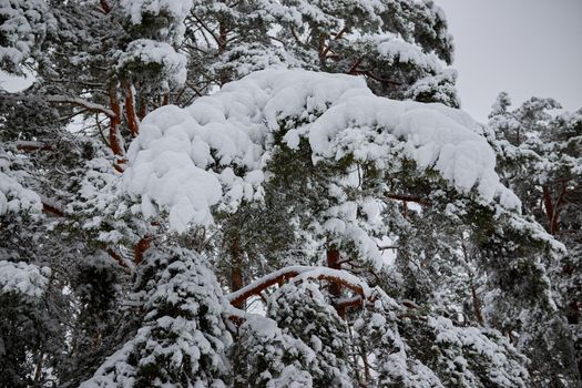 A lot of snow on pine branches in the forest. Close-up.