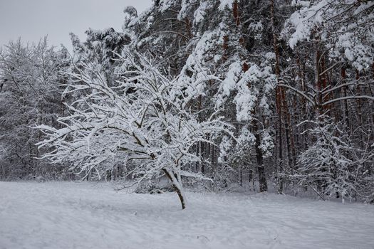 A lot of snow on the pine branches. Soft, calm weather with a lot of precipitation in the form of snow.
