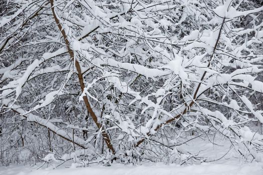 Frozen tree branches and bushes covered in snow on a winter Christmas morning, on a snowy background