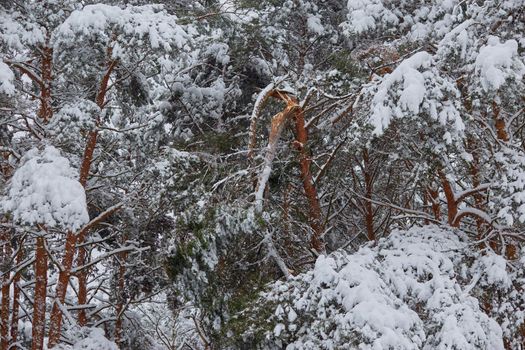 A large pine branch broken under the weight of snow