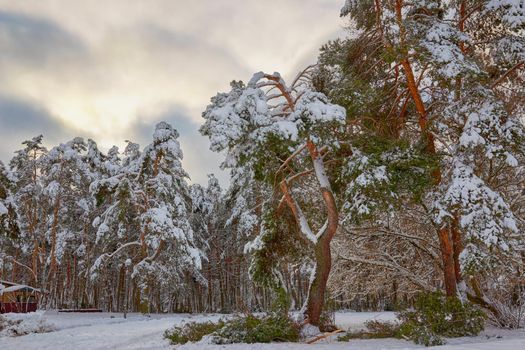A large pine branch broken under the weight of snow in the city park