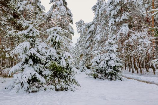 A lot of snow on the pine branches. Soft, calm weather with a lot of precipitation in the form of snow.