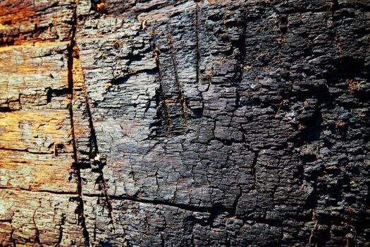 Old Wooden Charred Oak Trunk Textured Pattern