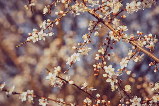 Spring blossoming cherry plum branch in defocus. Abstract blurred background.